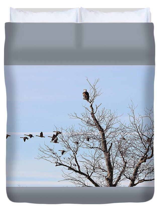 Bald Eagle Duvet Cover featuring the photograph Bald Eagle Watches Geese Fly By 2172 by Jack Schultz