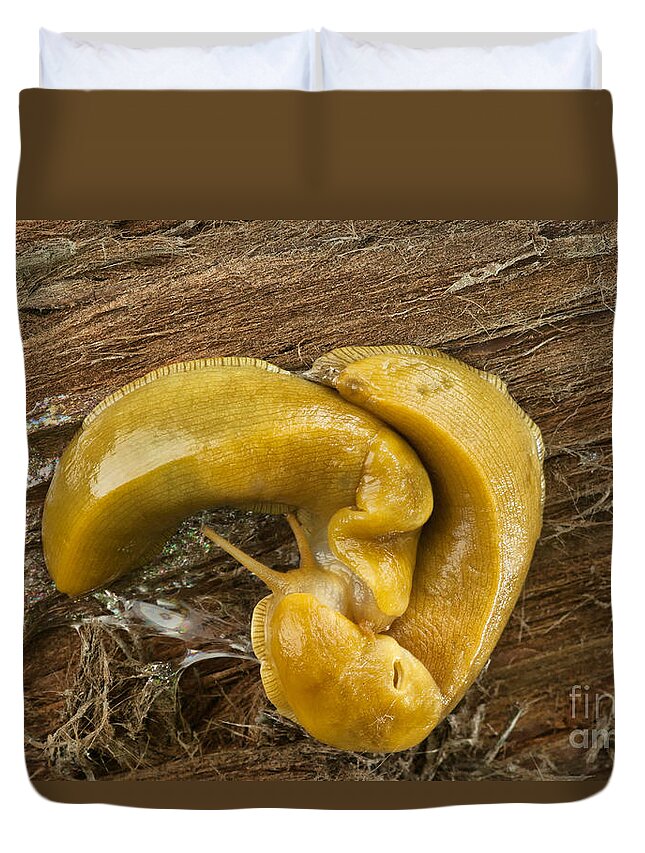 Slug Duvet Cover featuring the photograph Banana Slugs Mating by Inga Spence
