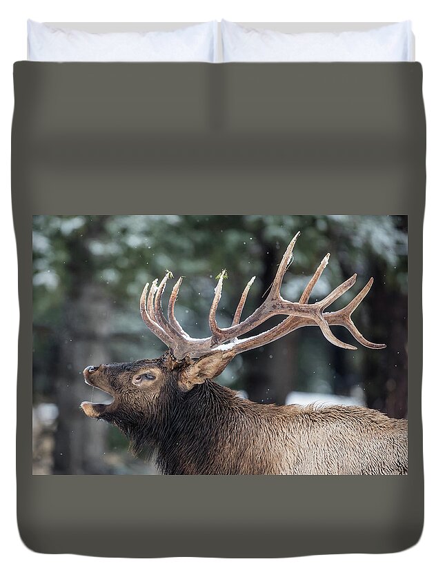 Elk Duvet Cover featuring the photograph Banff Elk Bugle by Sam Amato
