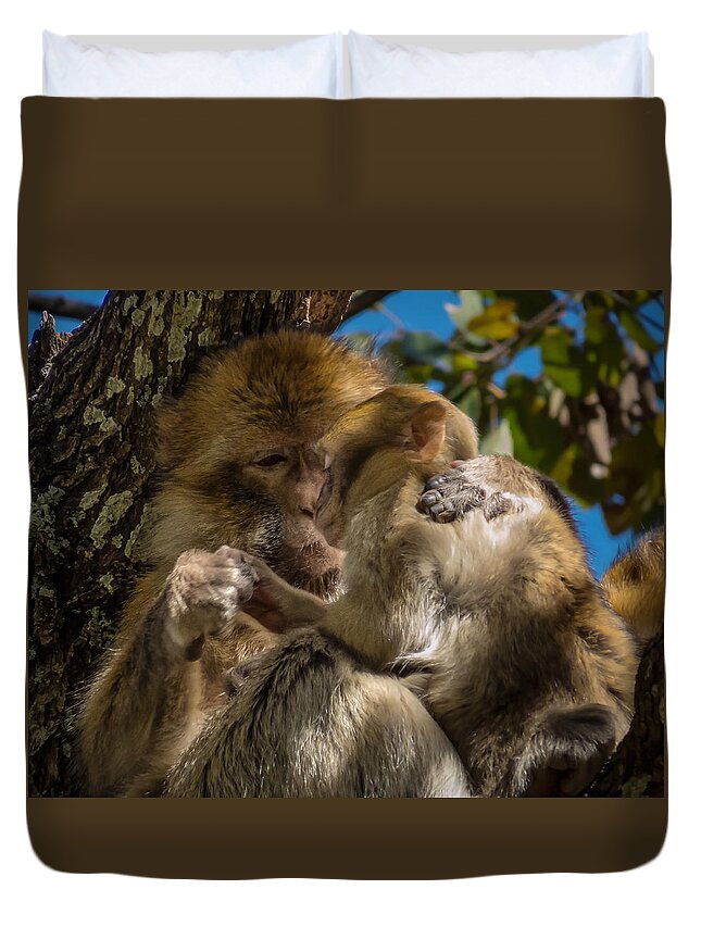 Barbary Macaque Duvet Cover featuring the photograph Barbary Macaque with her baby by Claudio Maioli