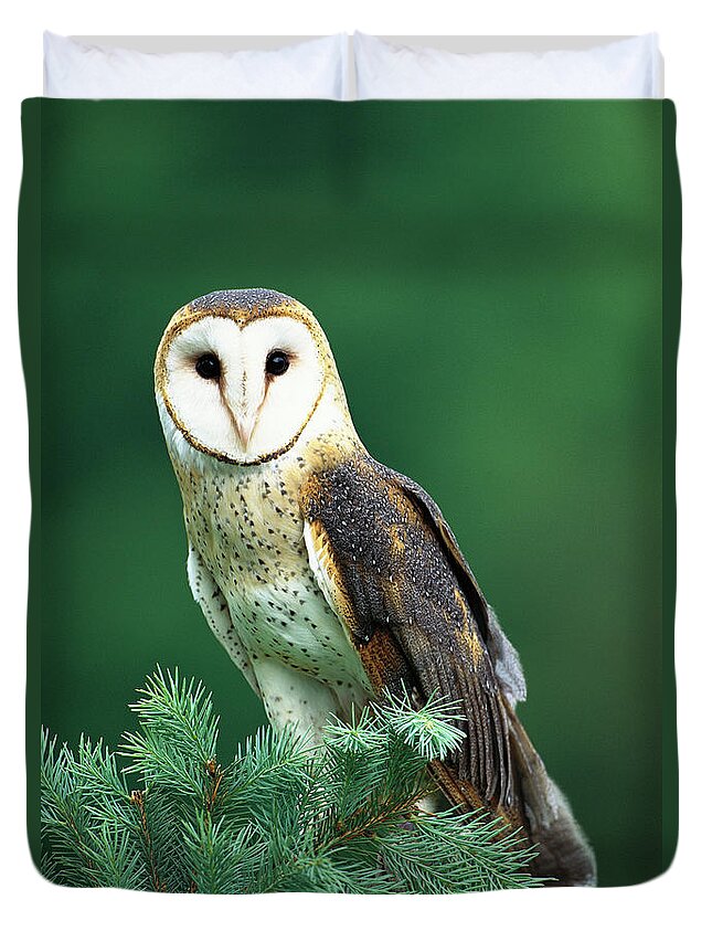 Mp Duvet Cover featuring the photograph Barn Owl Tyto Alba Portrait, Hudson by Tom Vezo