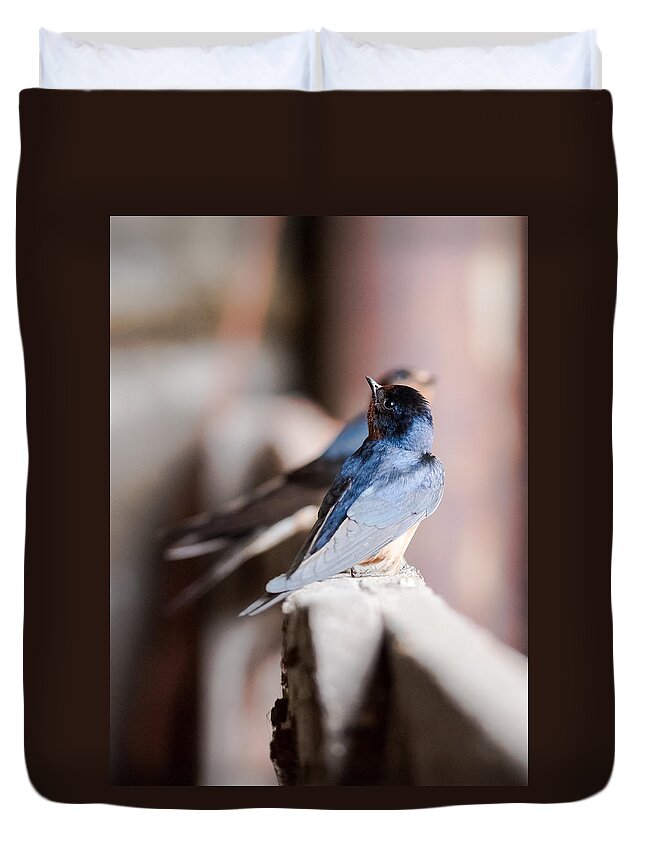Barn Swallows Duvet Cover featuring the photograph Barn Swallows by Holden The Moment