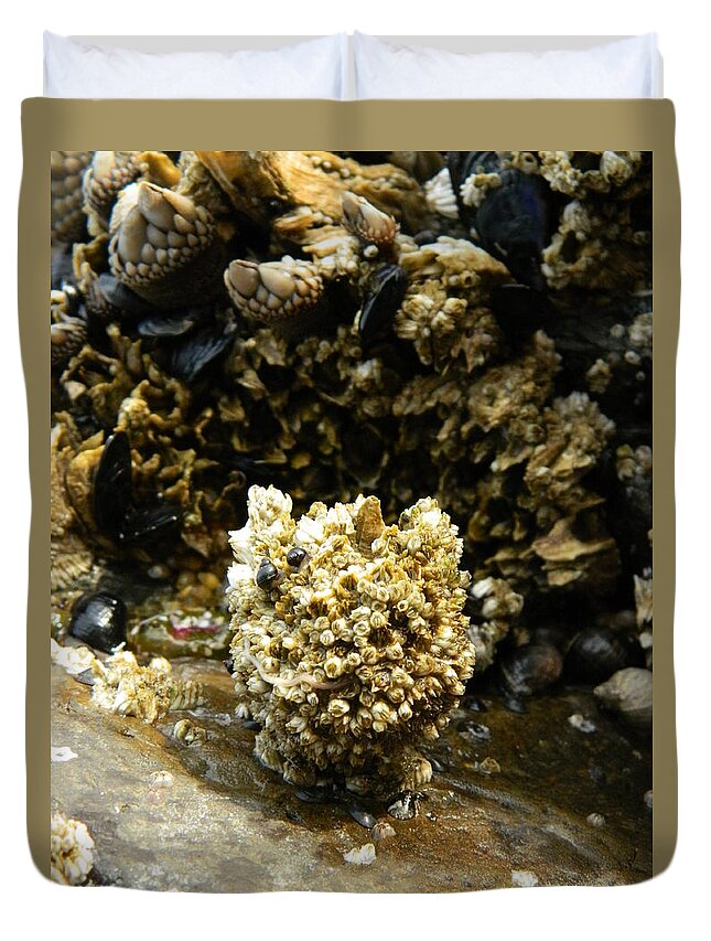 Barnacles Duvet Cover featuring the photograph Barnacle Worm Two by Gallery Of Hope 