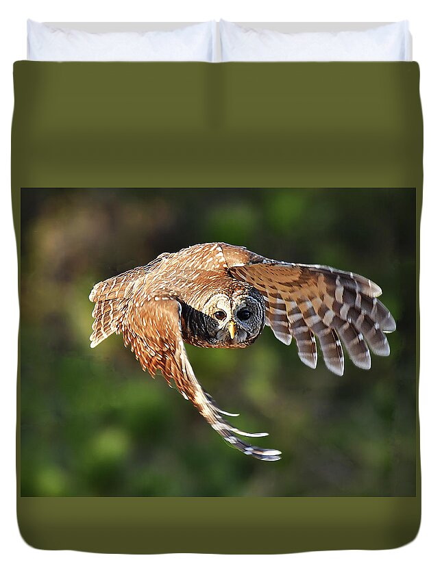 Bird Duvet Cover featuring the photograph Barred Owl Flying toward You by Alan Lenk