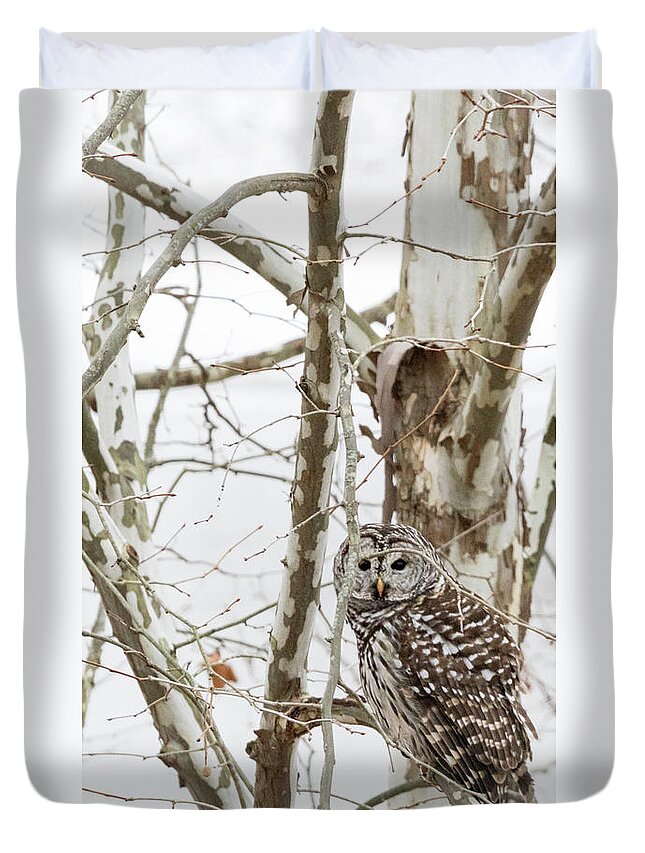 Owl Duvet Cover featuring the photograph Barred Owl by Holly Ross