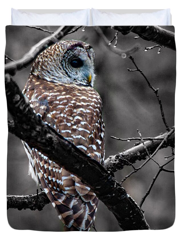 Barred Owl Duvet Cover featuring the photograph Barred Owl hungry by Jeff Folger