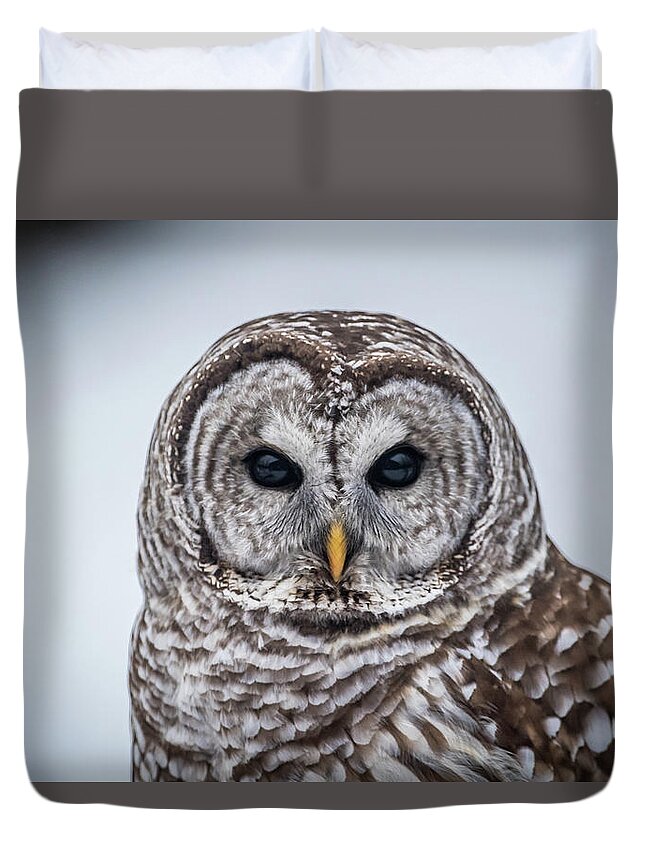 Barred Owl Duvet Cover featuring the photograph Barred Owl by Paul Freidlund