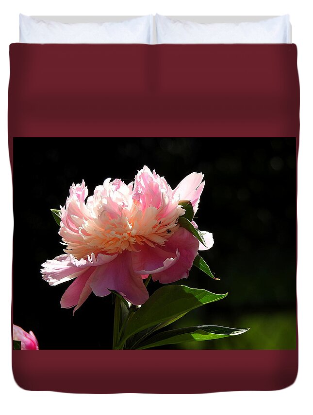 Pink Flower Duvet Cover featuring the photograph Basking in the Sun by Betty-Anne McDonald