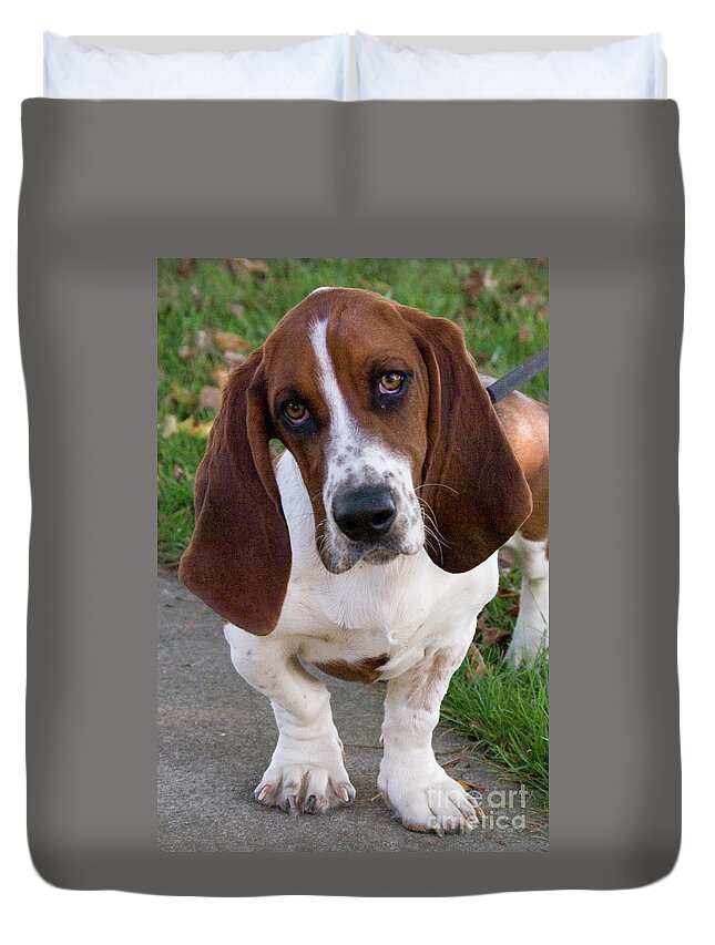 Basset Duvet Cover featuring the photograph Basset Hound by Jim And Emily Bush