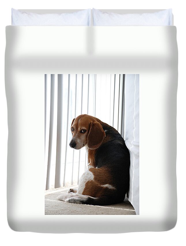 Beagle Duvet Cover featuring the photograph Beagle Attitude by Jennifer Ancker