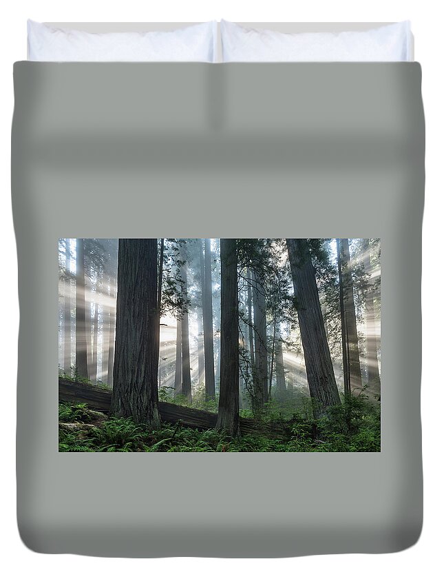 Redwood National Park Duvet Cover featuring the photograph Beams Through the Forest by Greg Nyquist