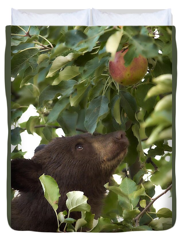 Black Bear Duvet Cover featuring the photograph Bear Cub in Apple Tree4 by Loni Collins