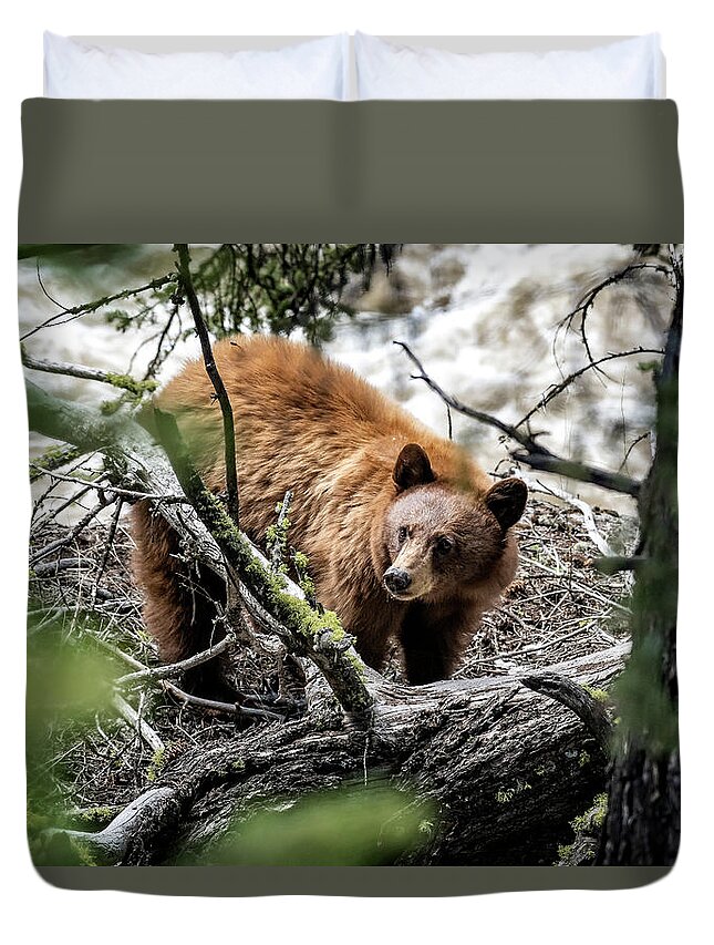 Bear Duvet Cover featuring the photograph Bear in Trees by Scott Read