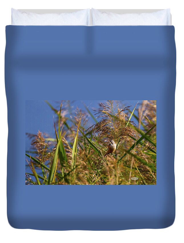 Bird Duvet Cover featuring the photograph Bearded reedling, panurus biarmicus, in the reeds by Elenarts - Elena Duvernay photo