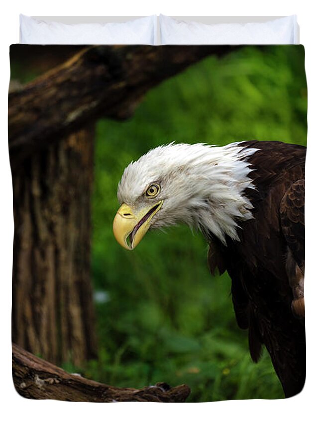 Eagle Duvet Cover featuring the photograph Beautiful bald eagle looking down by Sam Rino