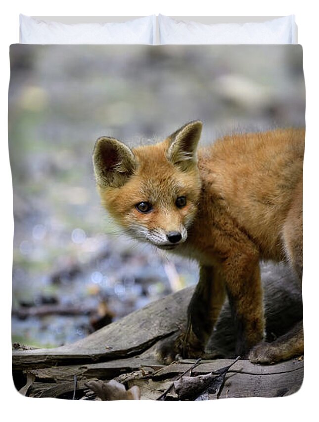 Fox Cub Duvet Cover featuring the photograph Beautiful fox cub by Sam Rino