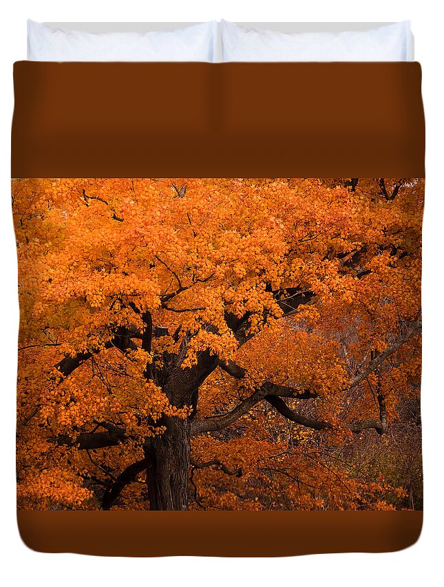 Gold Duvet Cover featuring the photograph Beautiful orange tree on a fall day by Joni Eskridge