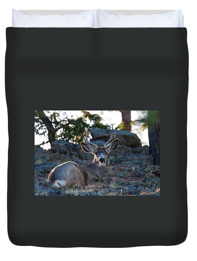 Mule Deer Duvet Cover featuring the photograph Bed Down For The Evening by Mindy Musick King