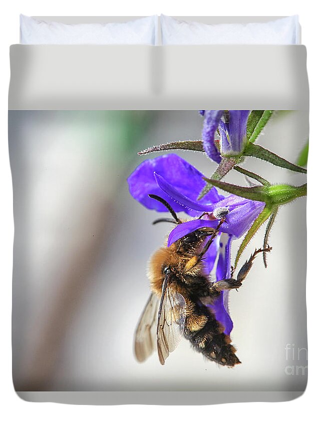 Bee Duvet Cover featuring the photograph Bee on purple flower by Patricia Hofmeester