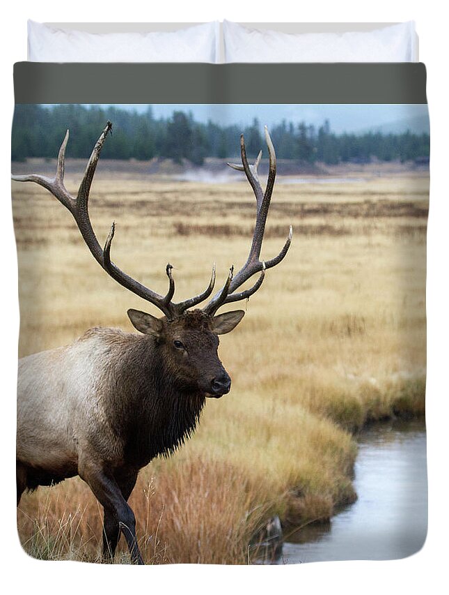Elk Duvet Cover featuring the photograph Big Bull Elk by Wesley Aston