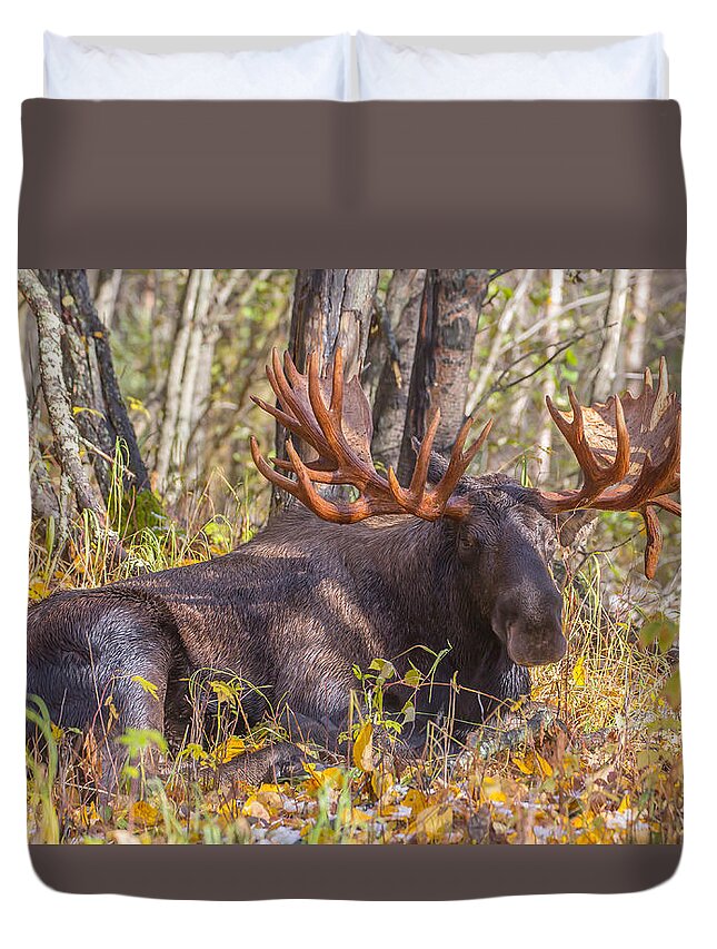 Sam Amato Photography Duvet Cover featuring the photograph Big Daddy Moose by Sam Amato