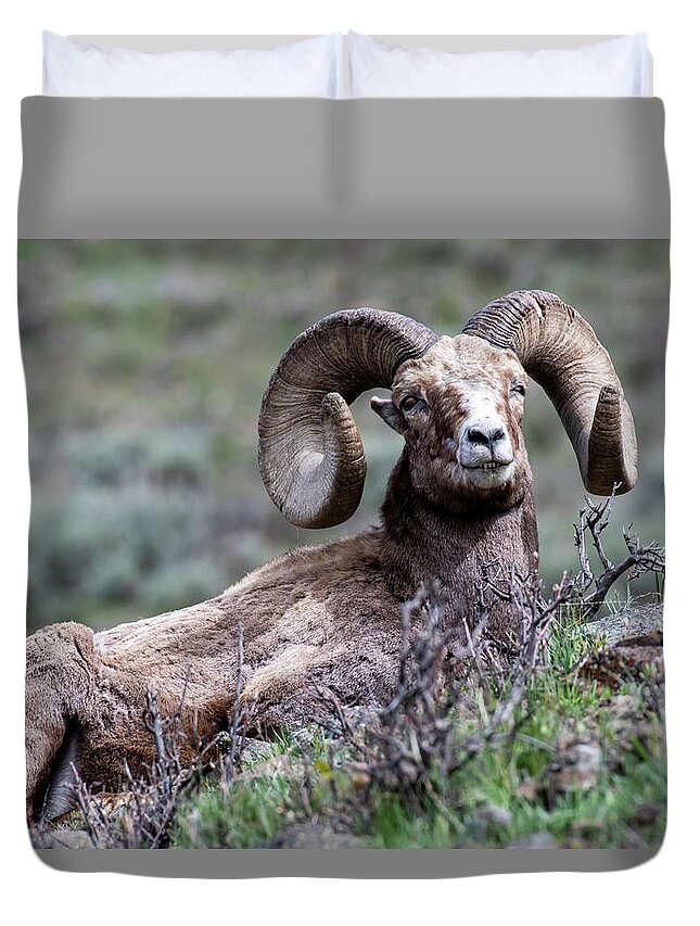 Ram Duvet Cover featuring the photograph Big Horn Sheep #3 by Scott Read