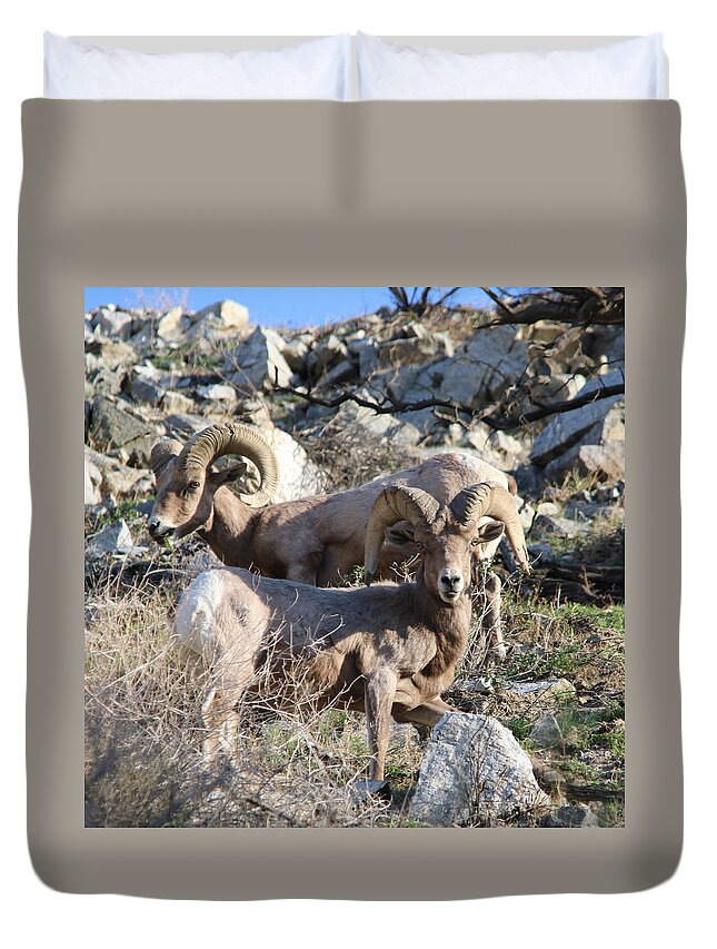 Big Horn Sheep Duvet Cover featuring the photograph Big Horn Sheep by Perry Hoffman copyright twentytwenty