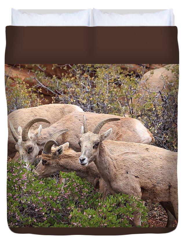 Zion National Park Duvet Cover featuring the photograph Big Horn Sheep by Paul Schultz