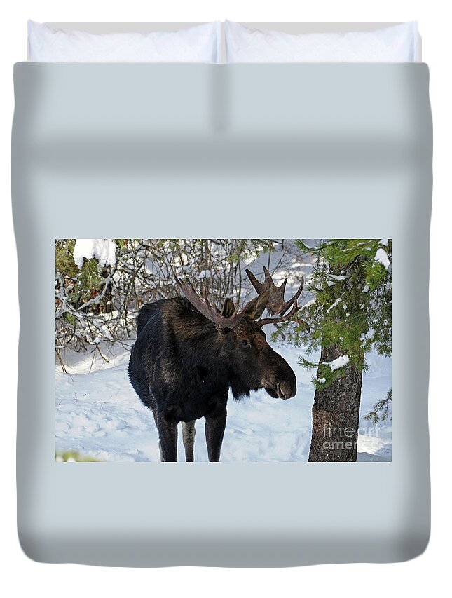 Moose Duvet Cover featuring the photograph Big Moose by Cindy Murphy - NightVisions