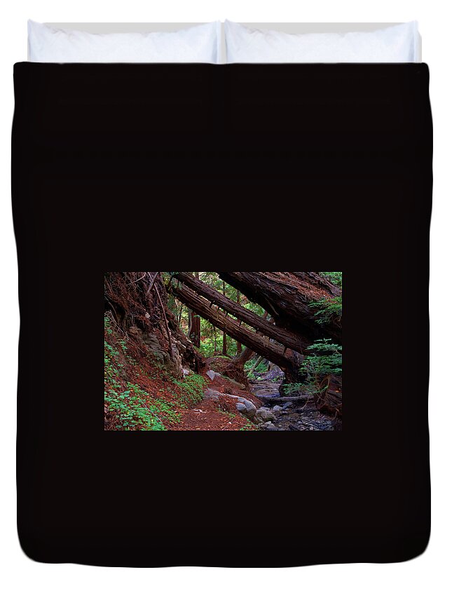 Big Sur Duvet Cover featuring the photograph Big Sur Redwood Canyon by Charlene Mitchell