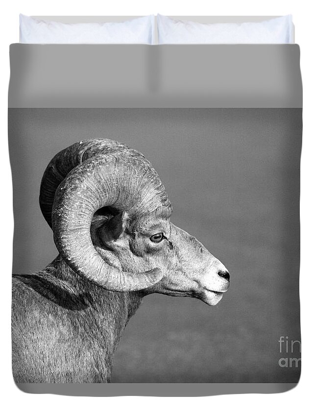 Bighorn Ram Black And White Duvet Cover featuring the photograph Bighorn Sheep Ram Black And White by Adam Jewell