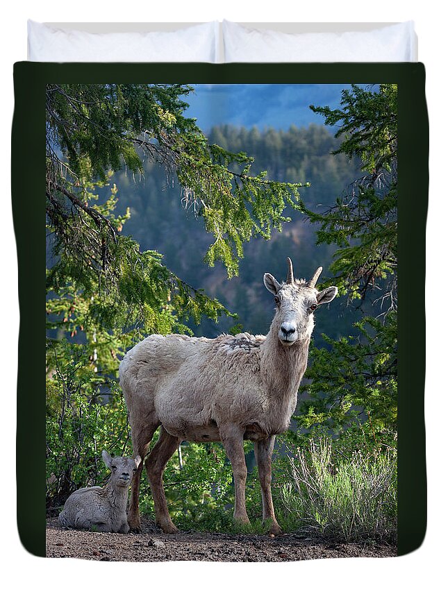 Mark Miller Photos Duvet Cover featuring the photograph Bighorn Ewe and Lamb by Mark Miller