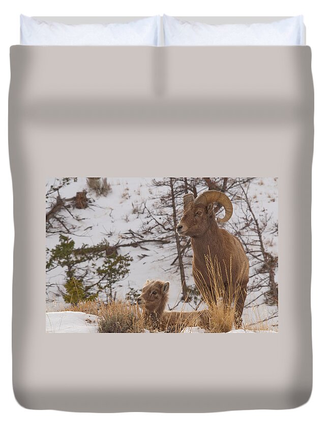 Bighorn Sheep Duvet Cover featuring the photograph Bighorn Ram and Kid by Gary Beeler
