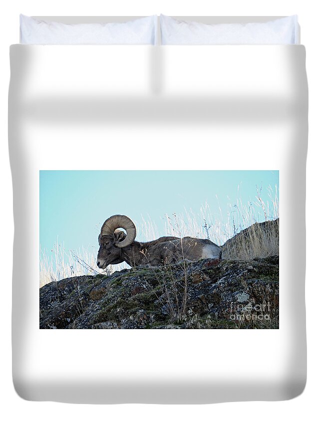 Bighorn Duvet Cover featuring the photograph Bighorn Sheep by Cindy Murphy - NightVisions