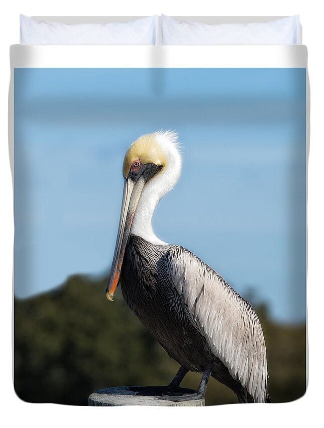 Pelican Duvet Cover featuring the photograph Biloxi Pelican by Don Schiffner