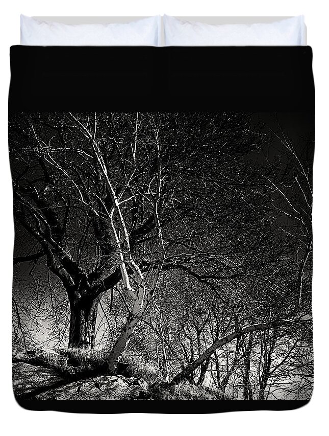 Salem Duvet Cover featuring the photograph Birch Tree On Beach Bluff by Jeff Folger