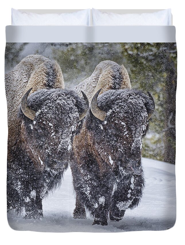 Bison Duvet Cover featuring the photograph Bison Buddies by Peg Runyan