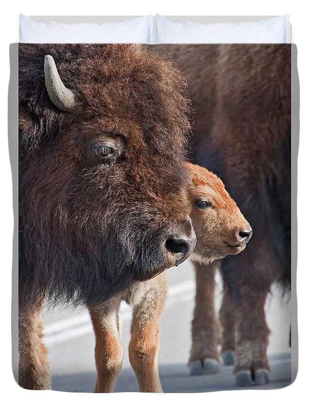 Buffalo Duvet Cover featuring the photograph Bison Family by Wesley Aston