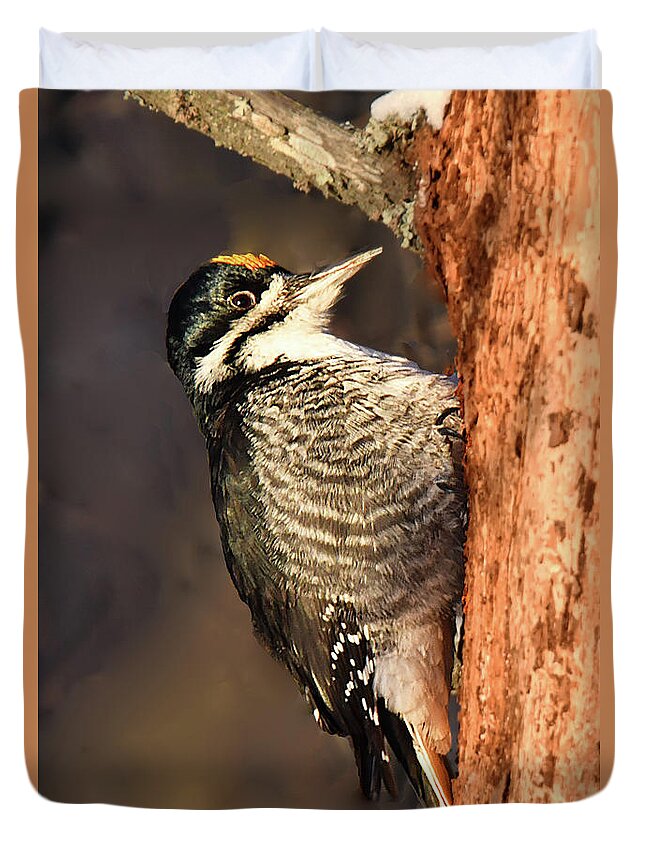 Bird Duvet Cover featuring the photograph Black-backed Woodpecker by Alan Lenk