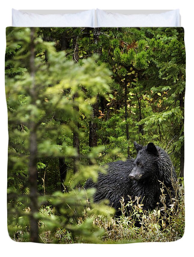 Landscape Duvet Cover featuring the photograph Black Bear, Beartooth Mountains, Wyoming by Craig J Satterlee