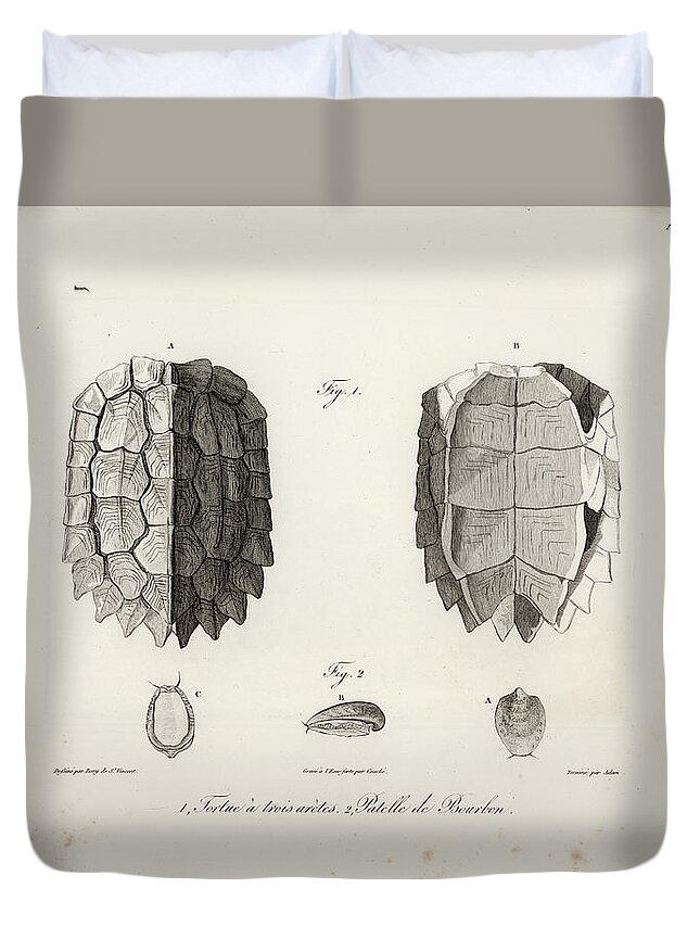 Leaf Turtle Duvet Cover featuring the drawing Black-Breasted Leaf Turtle by J B Bory de Saint Vincent