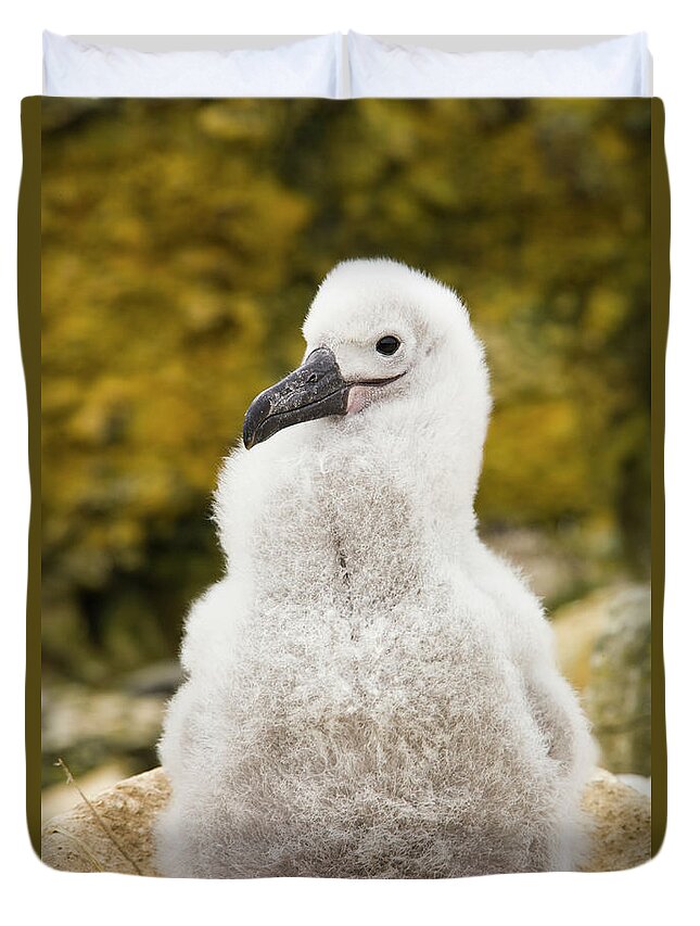 00345510 Duvet Cover featuring the photograph Black Browed Albatross Chick by Yva Momatiuk John Eastcott