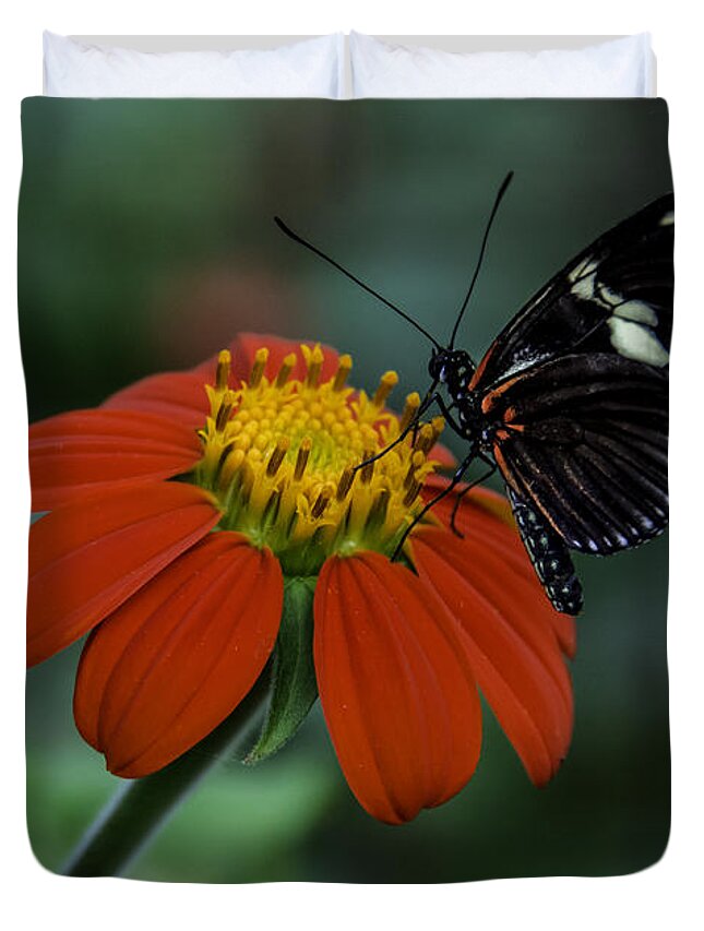 Black Duvet Cover featuring the photograph Black Butterfly on Orange Flower by WAZgriffin Digital