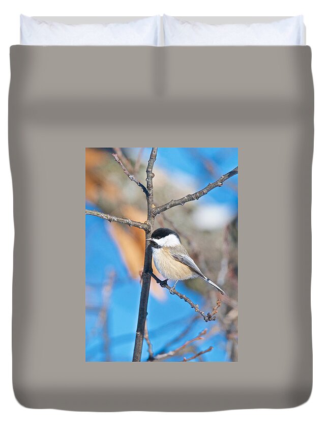 Tagspoecile Duvet Cover featuring the photograph Black Capped Chickadee 1140 by Michael Peychich