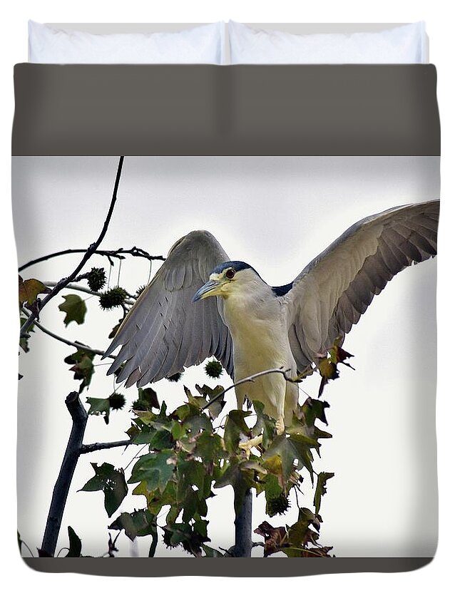 Linda Brody Duvet Cover featuring the photograph Black Crowned Night Heron 1 by Linda Brody