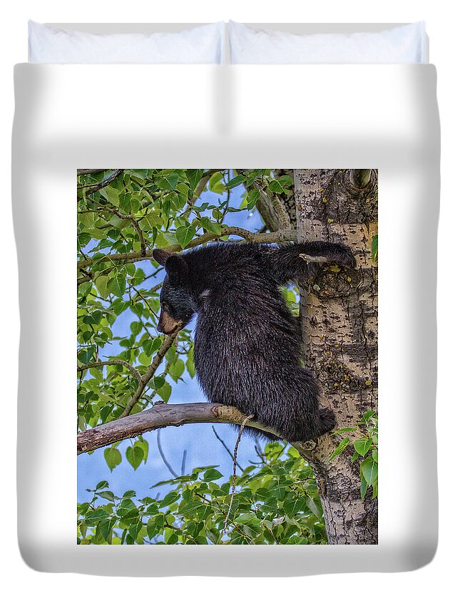 Alberta Duvet Cover featuring the photograph Black Cub up a tree by Ronald Lutz