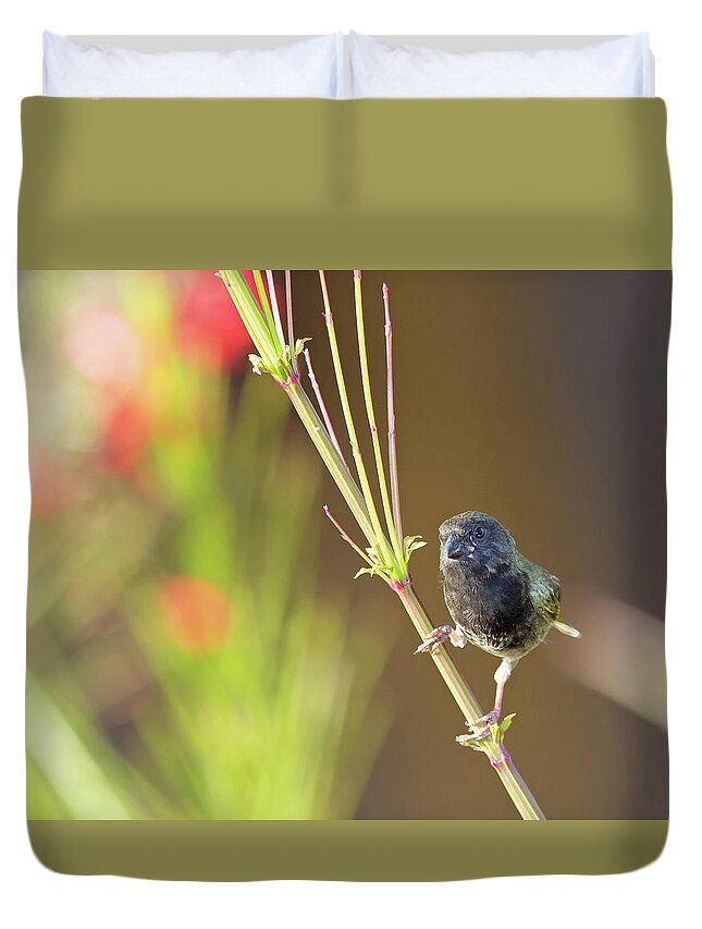 2016 Duvet Cover featuring the photograph Black-faced Grassquit by Jean-Luc Baron