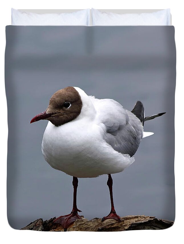 Black Headed Gull Duvet Cover featuring the photograph Black Headed Gull Summer by Jeff Townsend