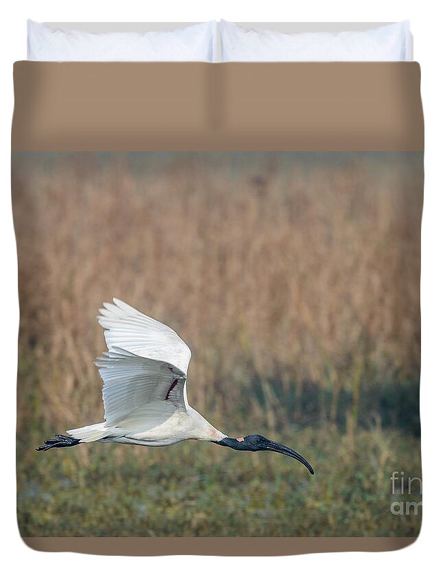National Park Duvet Cover featuring the photograph Black-headed Ibis 01 by Werner Padarin