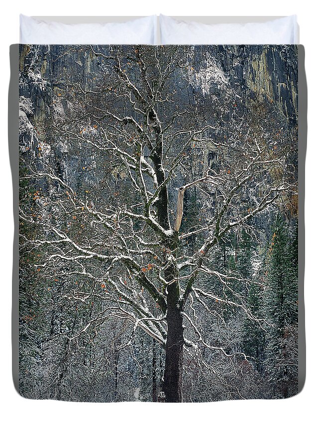 Black Oak Duvet Cover featuring the photograph Black Oak Quercus Kelloggii With Dusting Of Snow by Dave Welling